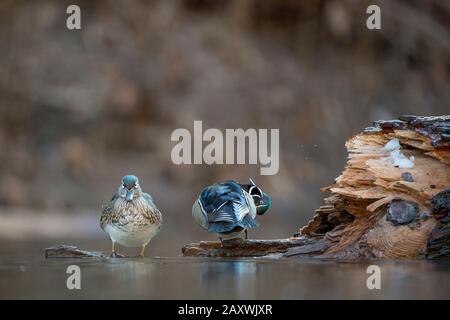 Ein Paar Wood Ducks thronten in weichem Licht mit glattem braunem Hintergrund auf einem Holzkleiderich über Wasser. Stockfoto