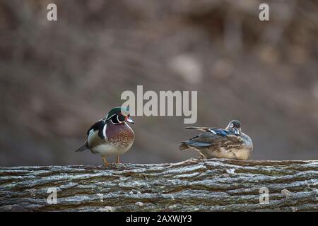 Ein Paar Wood Ducks thronten in weichem Licht mit glattem braunem Hintergrund auf einem Holzkleiderich über Wasser. Stockfoto