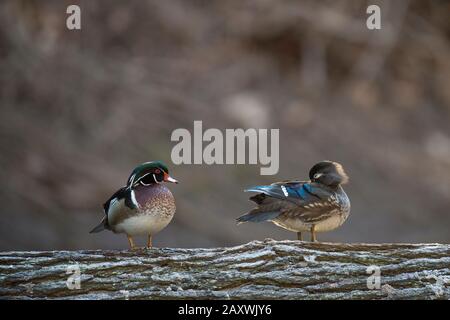 Ein Paar Wood Ducks thronten in weichem Licht mit glattem braunem Hintergrund auf einem Holzkleiderich über Wasser. Stockfoto