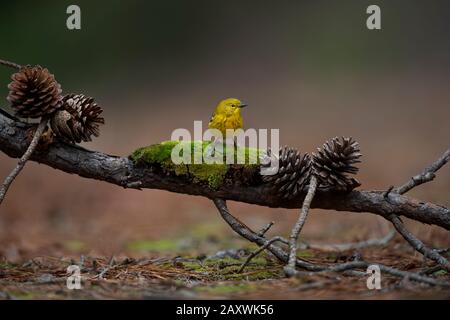 Ein leuchtend gelber Pine Warbler thront auf einem Ast mit Kiefernkegel mit glattem Hintergrund und weichem, übergiebeltem Licht. Stockfoto