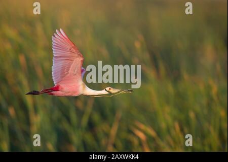 Ein leuchtend rosafarbener Roseate Spoonbill fliegt im goldenen Morgenlicht mit Nistmaterial im Schnabel. Stockfoto