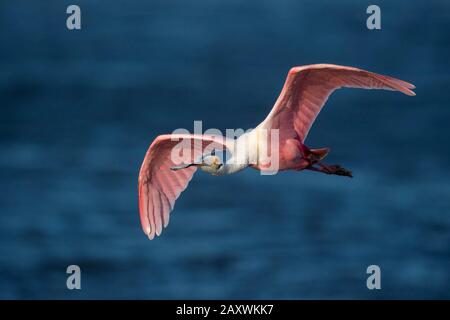 An einem sonnigen Tag überfliegt ein leuchtendes rosafarbenes Roseate Spoonbill strahlendes blaues Wasser. Stockfoto