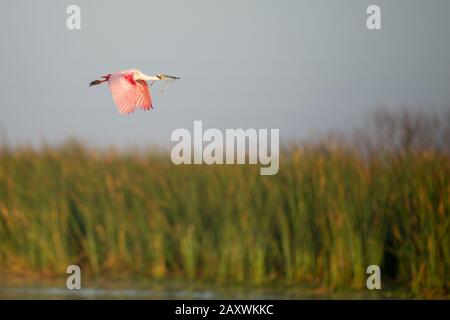 Ein leuchtend rosafarbener Roseate Spoonbill fliegt im goldenen Morgenlicht mit Nistmaterial im Schnabel. Stockfoto