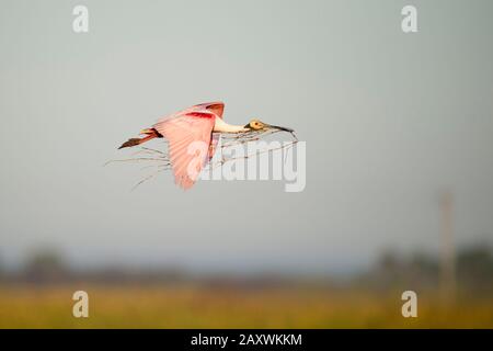 Ein leuchtend rosafarbener Roseate Spoonbill fliegt im goldenen Morgenlicht mit Nistmaterial im Schnabel. Stockfoto