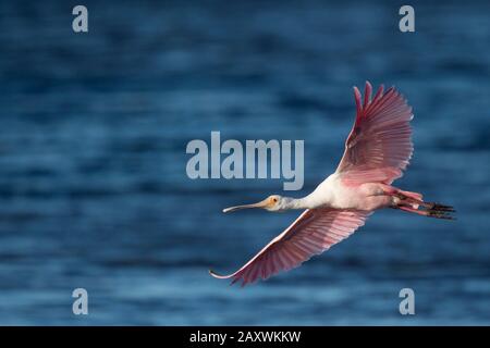 An einem sonnigen Tag überfliegt ein leuchtendes rosafarbenes Roseate Spoonbill strahlendes blaues Wasser. Stockfoto