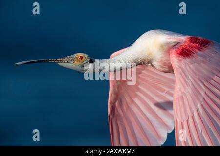 An einem sonnigen Tag überfliegt ein leuchtendes rosafarbenes Roseate Spoonbill strahlendes blaues Wasser. Stockfoto