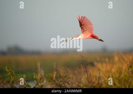 Ein leuchtend rosafarbener Roseate Spoonbill fliegt im goldenen Morgenlicht mit Nistmaterial im Schnabel. Stockfoto