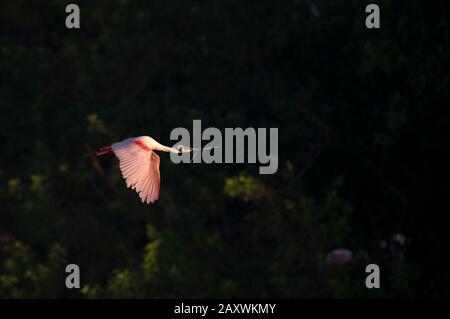 Ein leuchtend rosafarbener Roseate Spoonbill fliegt im goldenen Morgenlicht mit Nistmaterial in seinem Schnabel mit einem dunkelschwarzen Hintergrund. Stockfoto