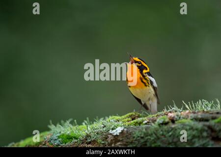 Ein leuchtend orangefarbener und schwarzer Blackburnian Warbler singt auf einem moosigen Log mit glattem grünen Hintergrund. Stockfoto