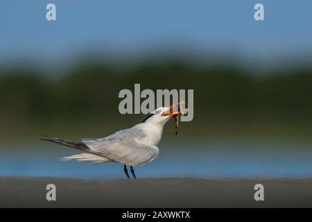 Ein Royal Tern, der auf Sand steht und in seinem Schnabel mit einem Sea Robin Fisch mit einem glatten grünen und blauen Hintergrund hat. Stockfoto