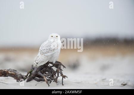 Eine Snowy-Eule thront auf Treibholz, die an einem kalten Wintertag an einem Strand mit den dahinterliegenden Dünen in einem leichten Schnee sitzt. Stockfoto