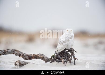 Eine Snowy-Eule thront auf Treibholz, die an einem kalten Wintertag an einem Strand mit den dahinterliegenden Dünen in einem leichten Schnee sitzt. Stockfoto