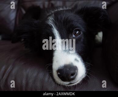 Entspannender Border Collie Welpe auf einem Sofa Stockfoto