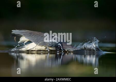 Ein Dreikolorierter Heron schlägt aus, um einen Fisch zu fangen, der im frühen Morgenlicht im Wasser einen großen Spritzer macht. Stockfoto