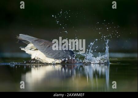 Ein Dreikolorierter Heron schlägt aus, um einen Fisch zu fangen, der im frühen Morgenlicht im Wasser einen großen Spritzer macht. Stockfoto