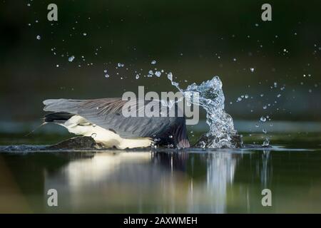 Ein Dreikolorierter Heron schlägt aus, um einen Fisch zu fangen, der im frühen Morgenlicht im Wasser einen großen Spritzer macht. Stockfoto