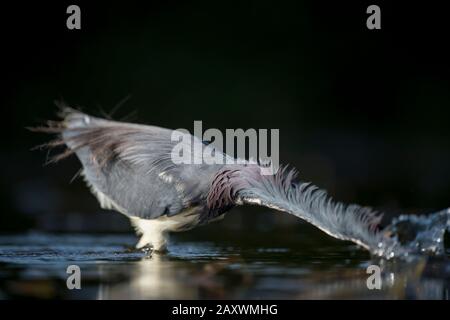 Ein Dreikolorierter Heron schlägt aus, um einen Fisch zu fangen, der im frühen Morgenlicht im Wasser einen großen Spritzer macht. Stockfoto