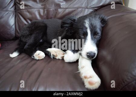 Entspannender Border Collie Welpe auf einem Sofa Stockfoto