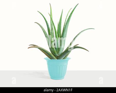 Die Pflanze "Aloe Vera" in weissem Topfschatten isoliert auf weißem Hintergrund. Stockfoto