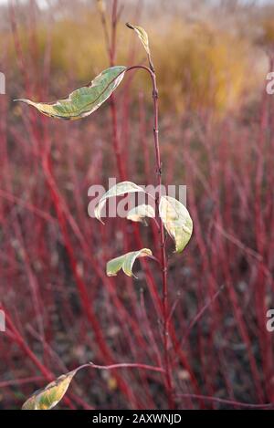 Cornus alba rote Filialen schließen sich an Stockfoto