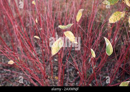 Cornus alba rote Filialen schließen sich an Stockfoto