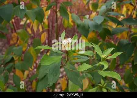 Cornus alba rote Filialen schließen sich an Stockfoto