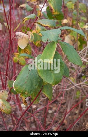 Cornus alba rote Filialen schließen sich an Stockfoto