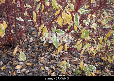 Cornus alba rote Filialen schließen sich an Stockfoto