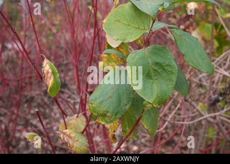 Cornus alba rote Filialen schließen sich an Stockfoto