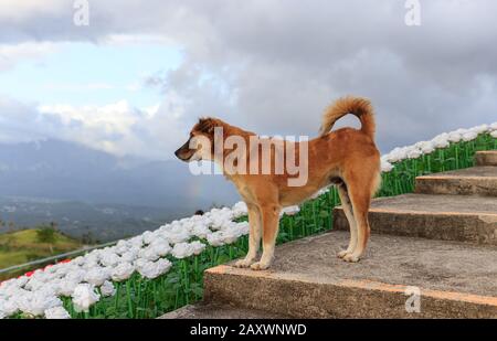 Ein Hund am Lintaon Peak & Cave/16k Blüht in Baybay City, Leyte, Philippinen Stockfoto