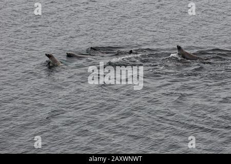 Antarktische Seebär (Arctocephalus Gazella) Stockfoto