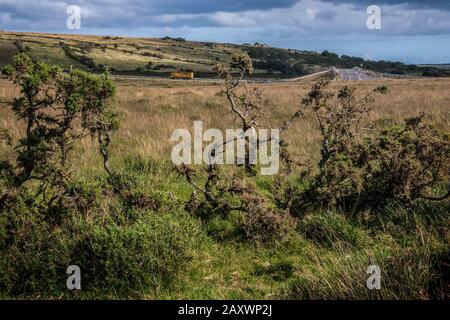 Lastwagen auf A30 durch Bodminmoor Stockfoto