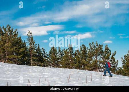 Ein Mann ist mit dem Skituring auf geteiltem Snowboarding beschäftigt. Ein Mann spaziert vor dem Hintergrund von Fichtenwald. Berge Kirgisistans Stockfoto