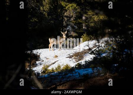 Maultier Hirsch erhellt durch Sonnenschein im Wald im Winter Stockfoto