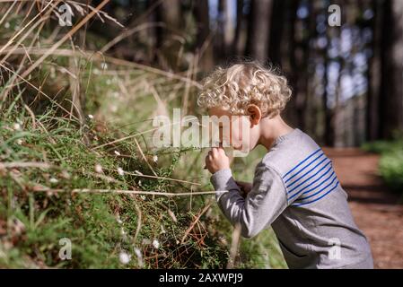 Lockig behaart Junge riechende Blumen im Wald Stockfoto