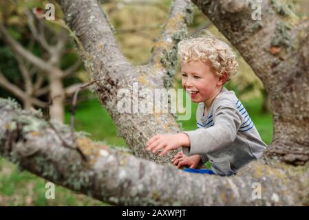 Lockenhaariger Junge, der einen Baum klettert Stockfoto