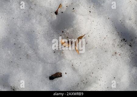 Trockene braune Blätter und Samen eines Baumes auf einer Oberfläche von schmelzendem Schnee während des frühen Frühlings. Fotografiert von oben an einem sonnigen Tag in Finnland. Nahaufnahme. Stockfoto