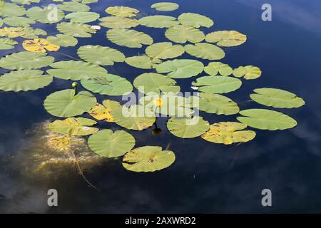 Seerosenblätter und gelbe Seerose-/Bondlilienblüten. Fotografiert während eines sonnigen Frühlingstages im See Valkeinen, Kuopio, Finnland. Stockfoto