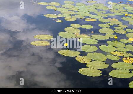 Seerosenblätter und gelbe Seerose-/Bondlilienblüten. Fotografiert während eines sonnigen Frühlingstages im See Valkeinen, Kuopio, Finnland. Stockfoto