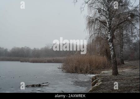 Düsterer Winterwald bei Nebel mit Frost bei trübem Wetter ohne Sonne Stockfoto