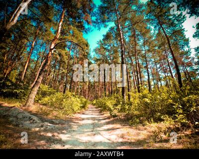 Pinienwald sonniger Tag im Sommer von unter Weitwinkel. Natürlicher Hintergrund Stockfoto