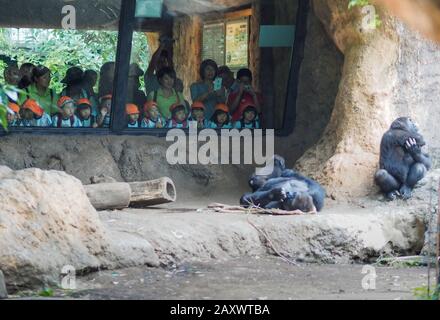 Tokio, Japan - 11. Oktober 2018: Während einer Feldfahrt im Zoo von Tokio beobachtet eine Gruppe japanischer Schulkinder einen Schimpansen in ihrer Verbindung. Stockfoto