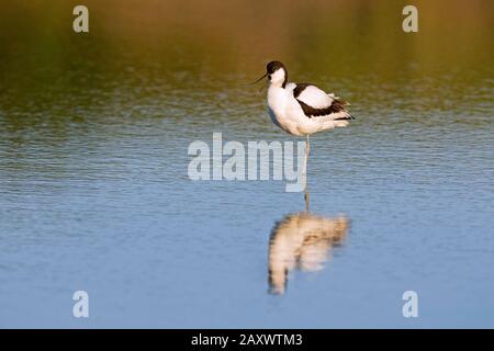 Pied Avocet (Recurvirostra avosetta) steht im Flachwasser und ruft im Frühling Stockfoto