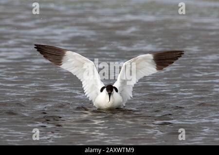 Pied avocet (Recurvirostra avosetta) in flachem Wasser flattern Flügel trocken nach dem Baden Stockfoto