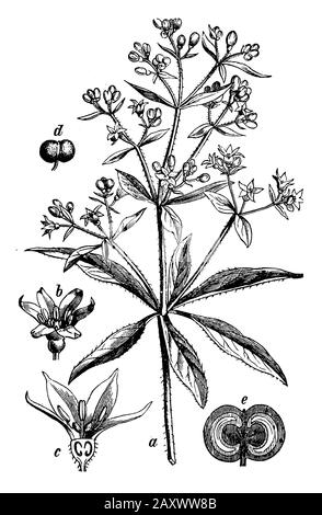 Madder, Rubia tinctorum, (Botanik-Buch, 1898) Stockfoto