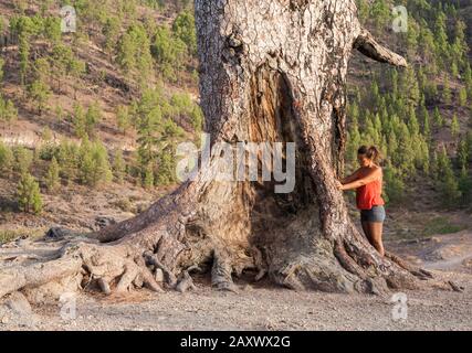 Weiblicher Wanderer auf Gran Canaria, Kanarische Inseln, Spanien, am Fuß der großen kanaren-kiefer. Schinrin Yoku/Waldbaden. Stockfoto