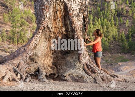 Weiblicher Wanderer auf Gran Canaria, Kanarische Inseln, Spanien, am Fuß der großen kanaren-kiefer. Schinrin Yoku/Waldbaden. Stockfoto