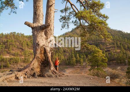 Weiblicher Wanderer auf Gran Canaria, Kanarische Inseln, Spanien, am Fuß der großen kanaren-kiefer. Schinrin Yoku/Waldbaden. Stockfoto