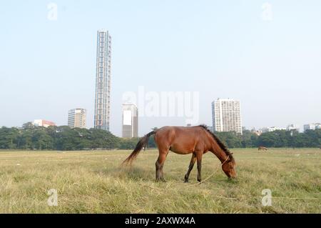 Ein Pferd, das im Maidan-Gebiet auf dem offenen Spielplatz (Brigade Parade Ground) im Sommer auf Sunset Time weidet. Kolkata, Westbengalen Indien Südasien Pac Stockfoto