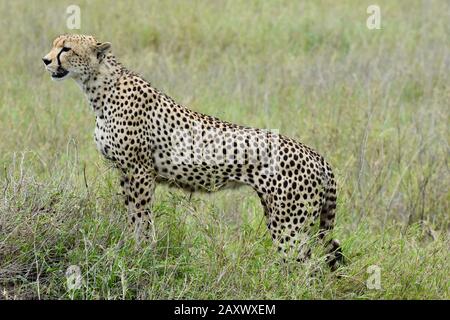 Majestätischer junger männlicher Gepard auf der Suche nach Beute. Serengeti-Nationalpark, Tansania. Stockfoto